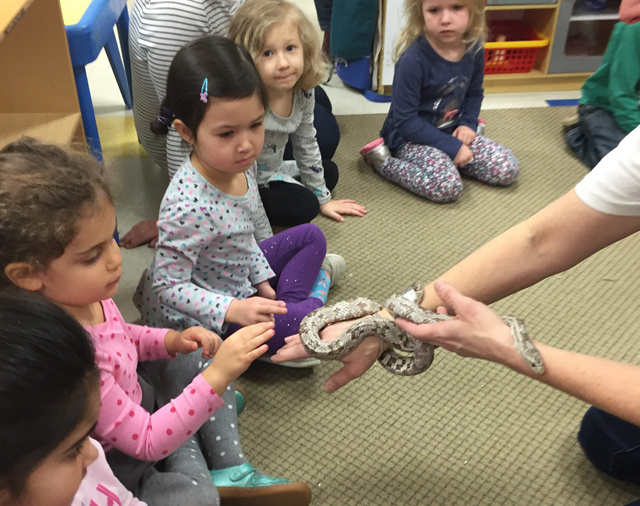 Erika Whitworth of Habitat in Belmont brought along a snake for kids at Sunshine Nursery School to check out.